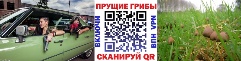Псилоцибиновые грибы Magic Shrooms  Мариинский Посад 
